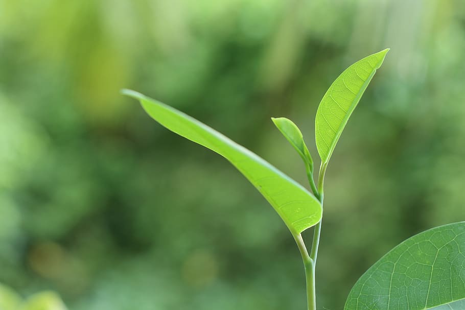 green, tree, plant, pattern, outdoor, riverside, bud, straight HD wallpaper