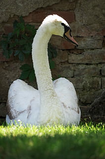 Swan, Bird, White, Aqueous, Feathers, beak, white color, one animal HD wallpaper