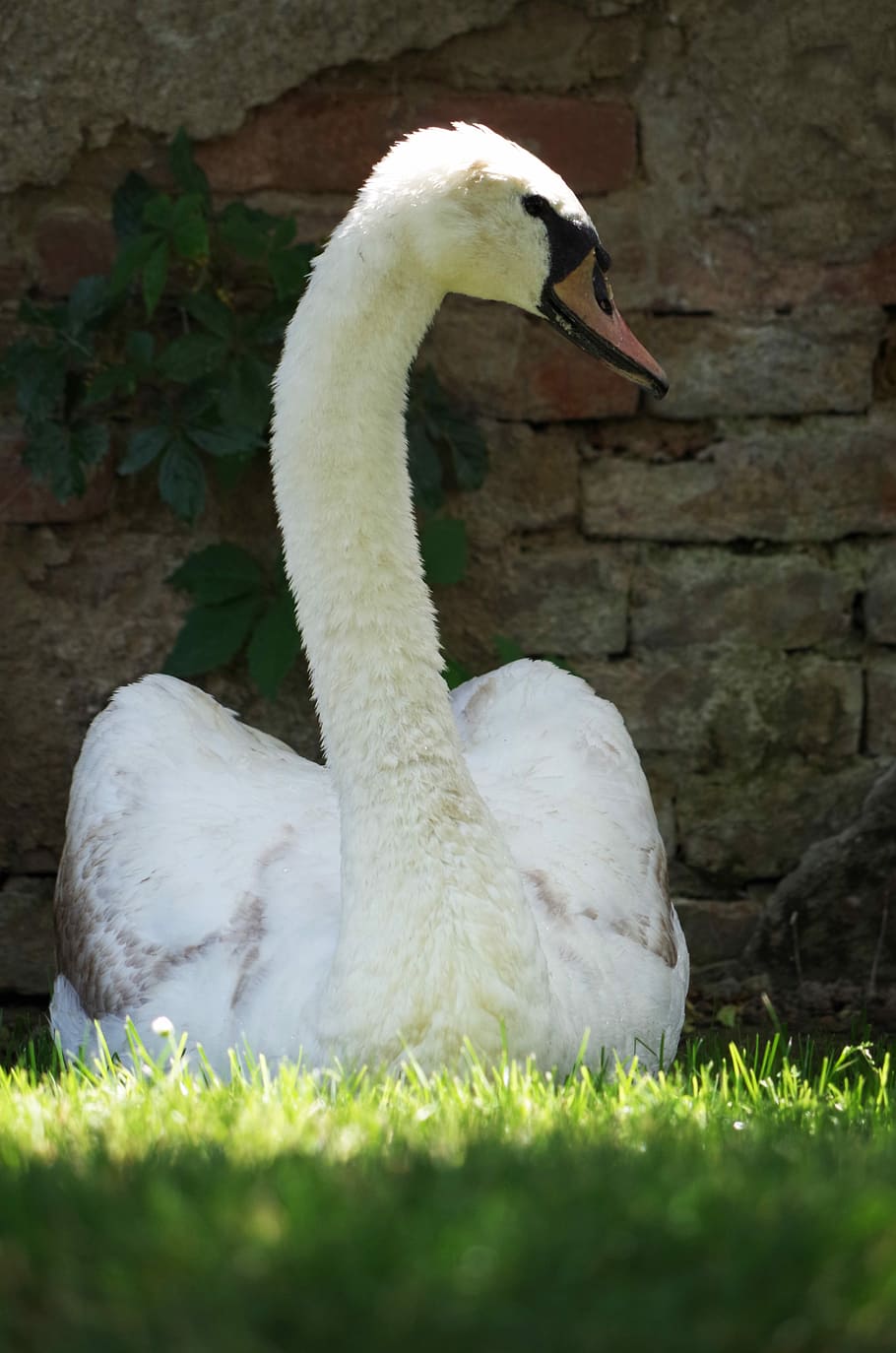 Swan, Bird, White, Aqueous, Feathers, beak, white color, one animal HD wallpaper