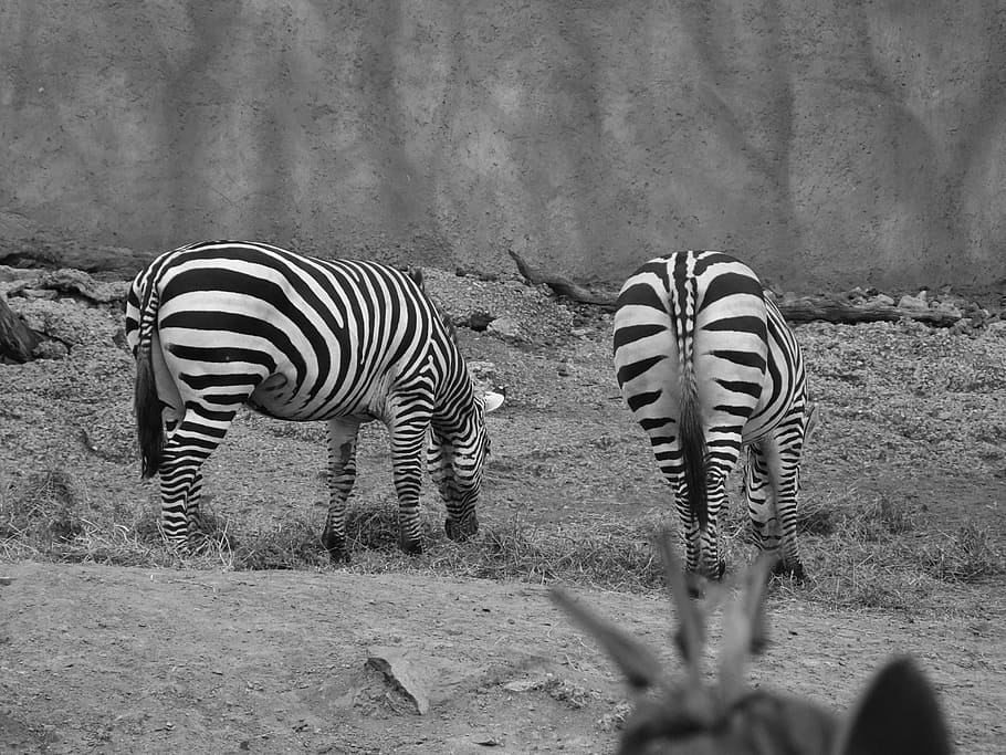 zebra, zoo, animals, striped, animal wildlife, animal themes HD wallpaper