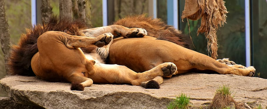 two lions lying on rock, predator, sleep, cozy, rest, dangerous HD wallpaper