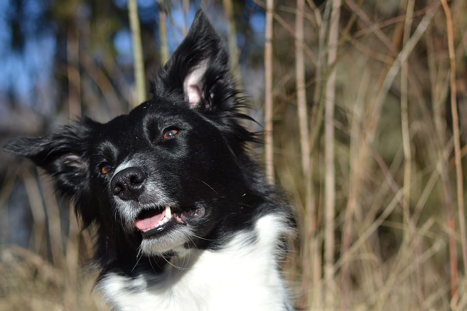 dog, border collie, beautiful, one animal, animal themes, mammal HD wallpaper
