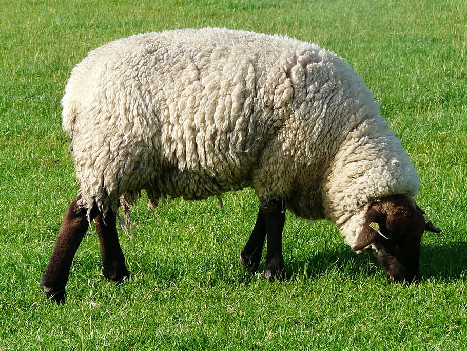 sheep, graze, wool, rhön sheep, dike, meadow, grass, north sea HD wallpaper
