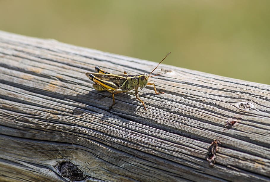 grasshopper, bug, insect, wildlife, small, summer, animal wildlife HD wallpaper