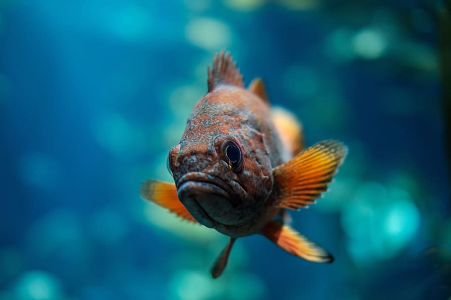 HD wallpaper: focus photo of orange and gray oscar fish, aquatic, animal,  ocean | Wallpaper Flare