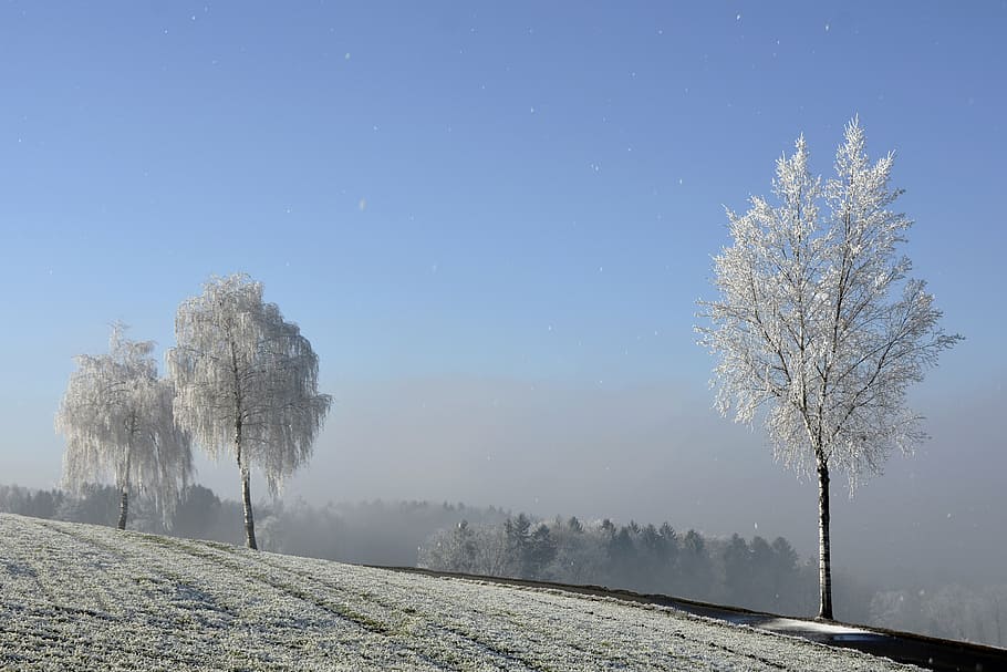 three trees covered with snow, wintry, winter, morgentau, ripe HD wallpaper
