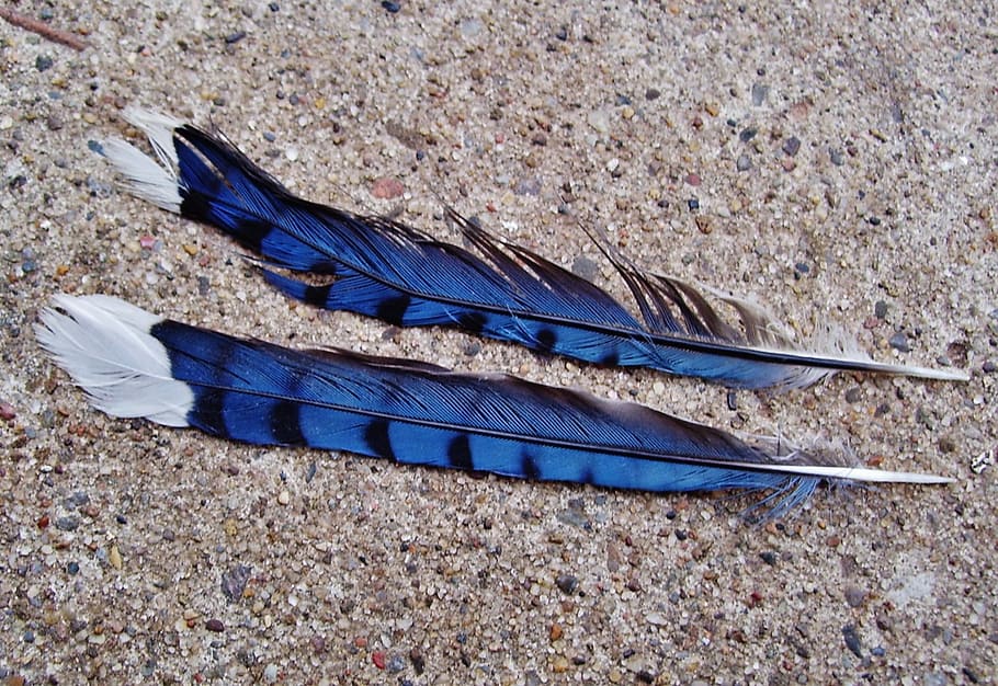 Hd Wallpaper Two Blue And White Animal Feathers On Brown Soil Jay Bird Bird Feather Wallpaper Flare