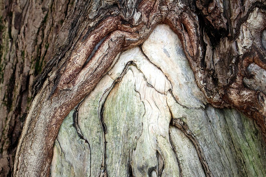 Tree Bark, Log, Close, Detail, tree trunk, wood - material HD wallpaper