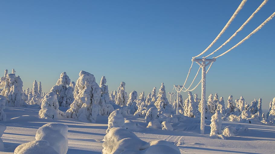 trees and electric poles filled with snow during daytime, lapland HD wallpaper