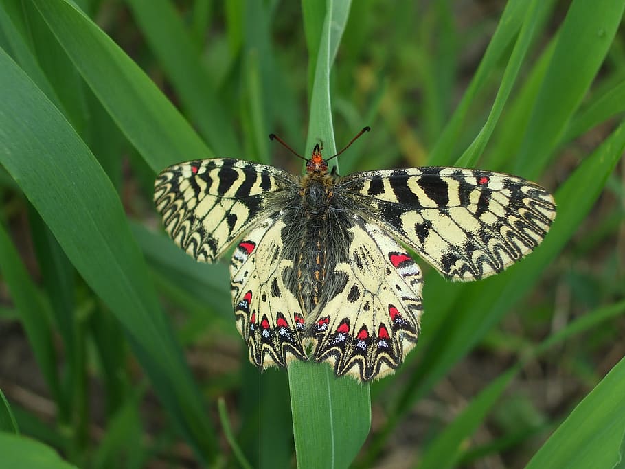 butterfly, nature, insect, invertebrate, animal themes, one animal HD wallpaper