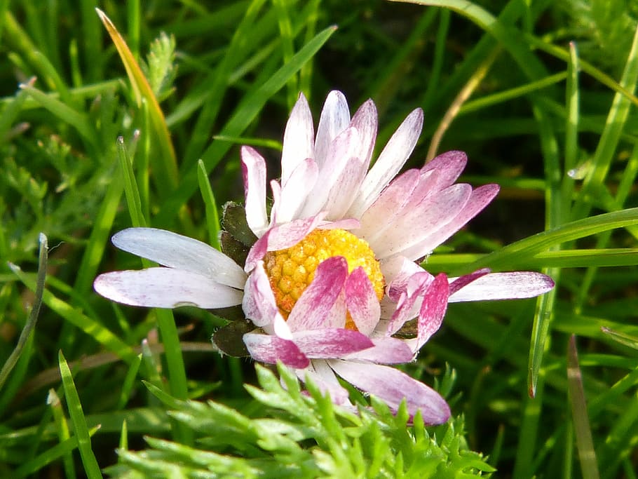 daisy, nature, flower, spring, grass, bloom, blossom, summer meadow HD wallpaper