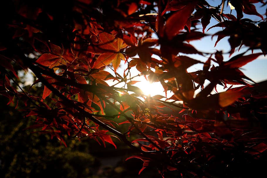 maple, autumn, leaves, leaf, tree, plant part, nature, branch HD wallpaper