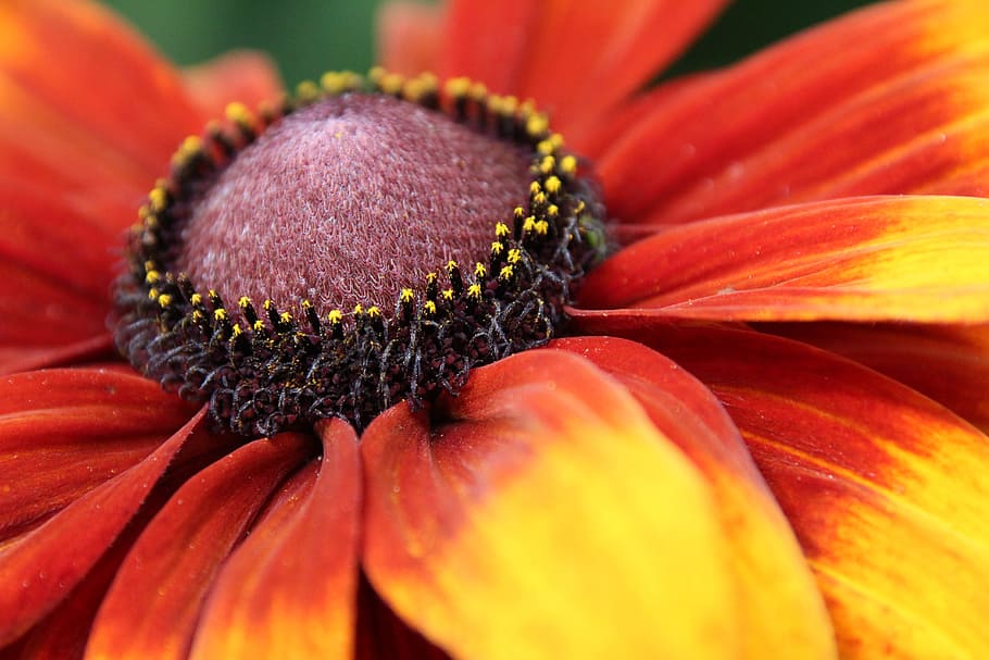 closeup photo of red and yellow petal flower, blossom, bloom HD wallpaper