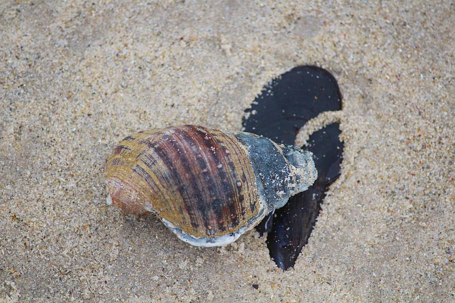 shell, stone, beach, sand, animal wildlife, animal themes, animals in the wild HD wallpaper
