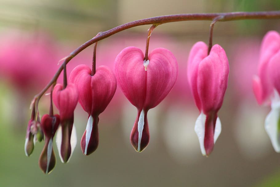 close-up photography of pink petaled flower, blossom, bloom, macro, HD wallpaper