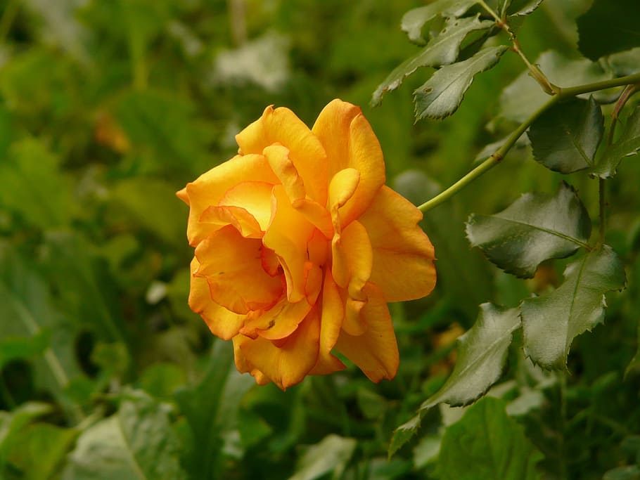 Orange, Yellow, Bloom, Blossom, rose, flower, rose greenhouse HD wallpaper