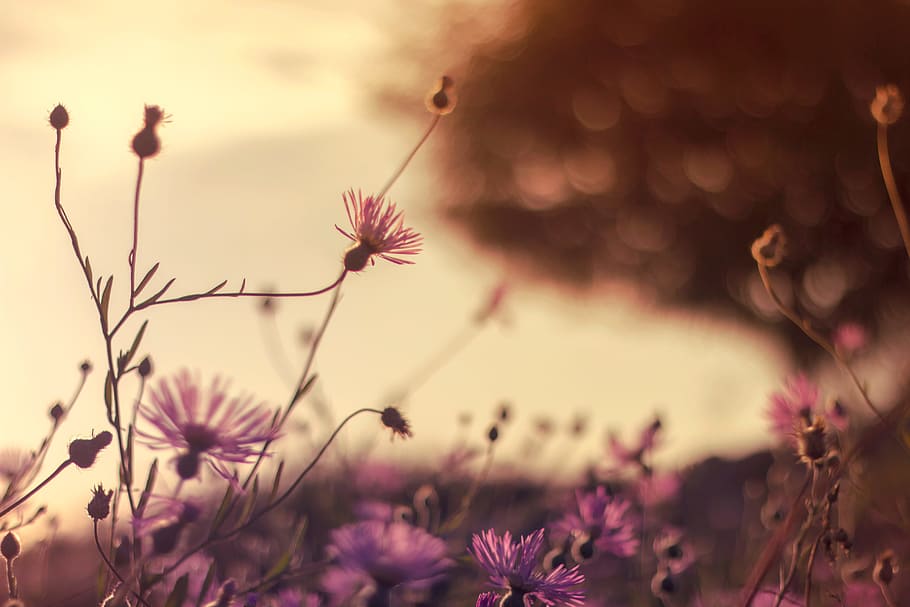 nature, field, flowers, petals, bloom, blooming, blossom, blur HD wallpaper
