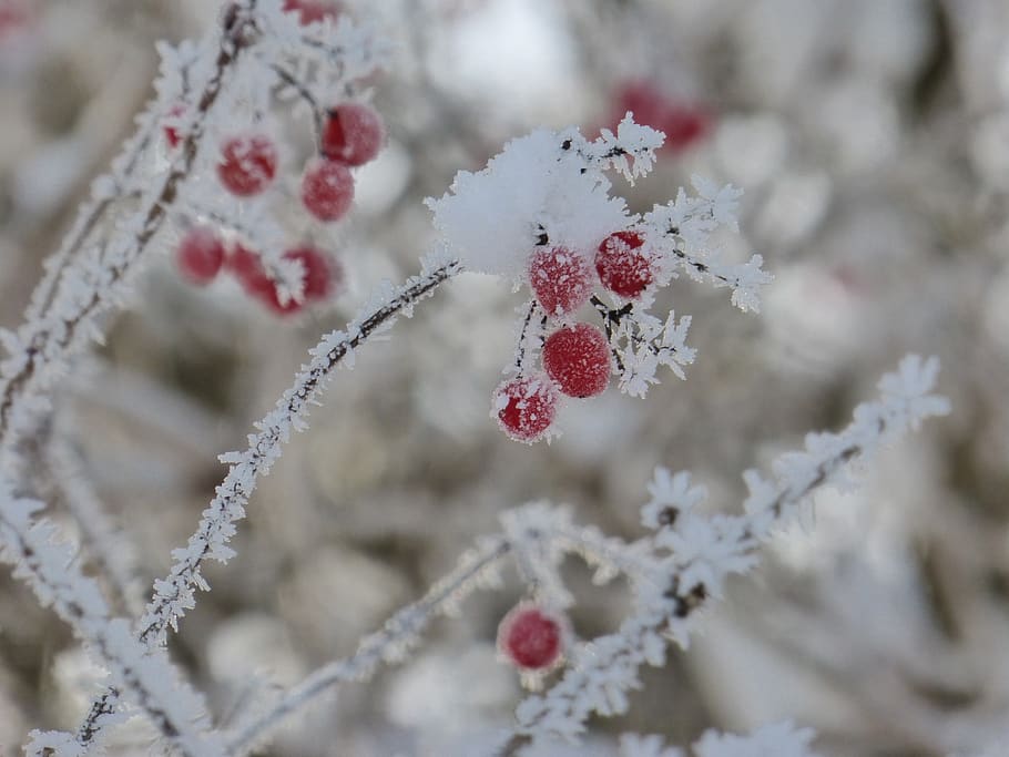 frost, winter, berries, red, cold, winter magic, nature, branch HD wallpaper