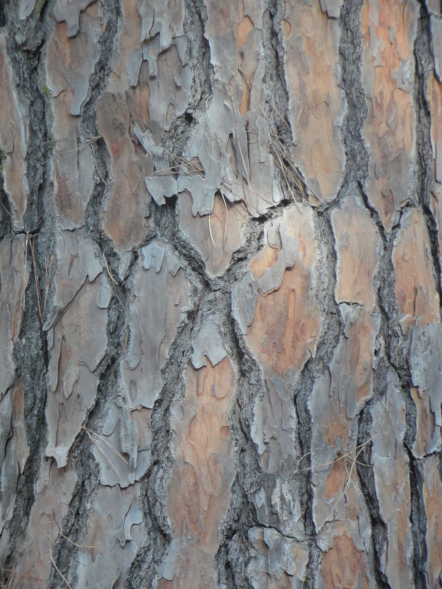 pine, bark, tribe, background, structure, texture, wood, log HD wallpaper