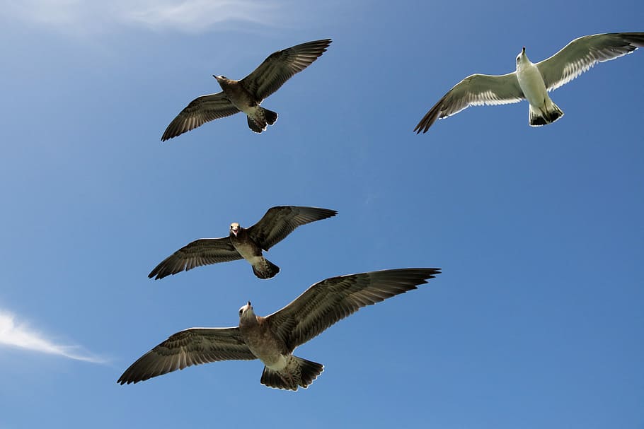 four flying gull birds, flight of seagulls photo, sky, feather HD wallpaper