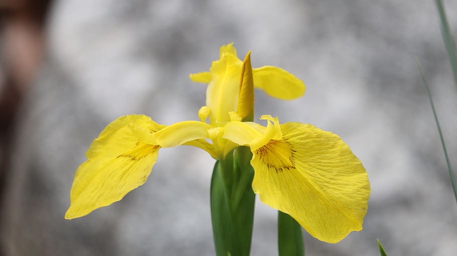 yellow, flowers, spring, flowering plant, vulnerability, close-up HD wallpaper