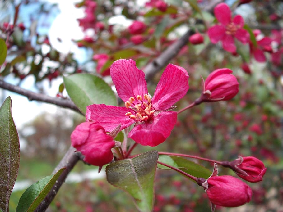 Hd Wallpaper: Crabapple, Profusion Pink, Blossom, Flower, Tree, Spring 