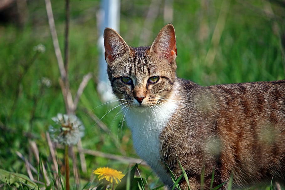 brown and white cat on yellow petal flower field, kitten, mieze HD wallpaper
