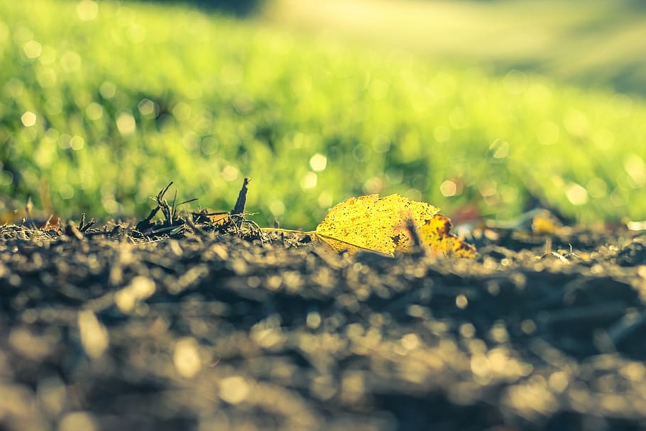 Leaf, Fall, Season, Orange, autumn, yellow, leaves, nature HD wallpaper