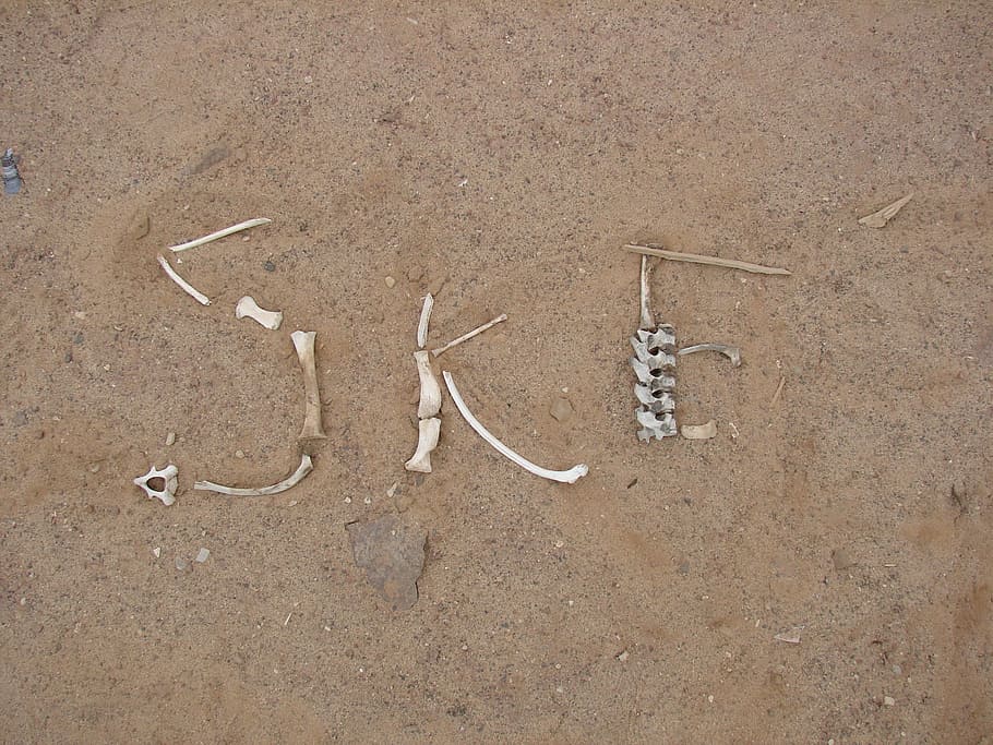 skeleton coast, desert, bone, sand, nature, beach, land, no people HD wallpaper