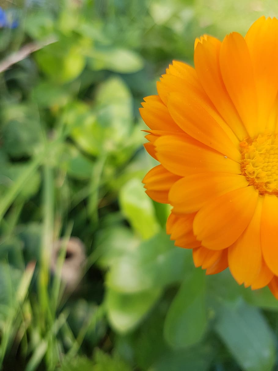 flower, nature, green, flowering plant, fragility, freshness HD wallpaper