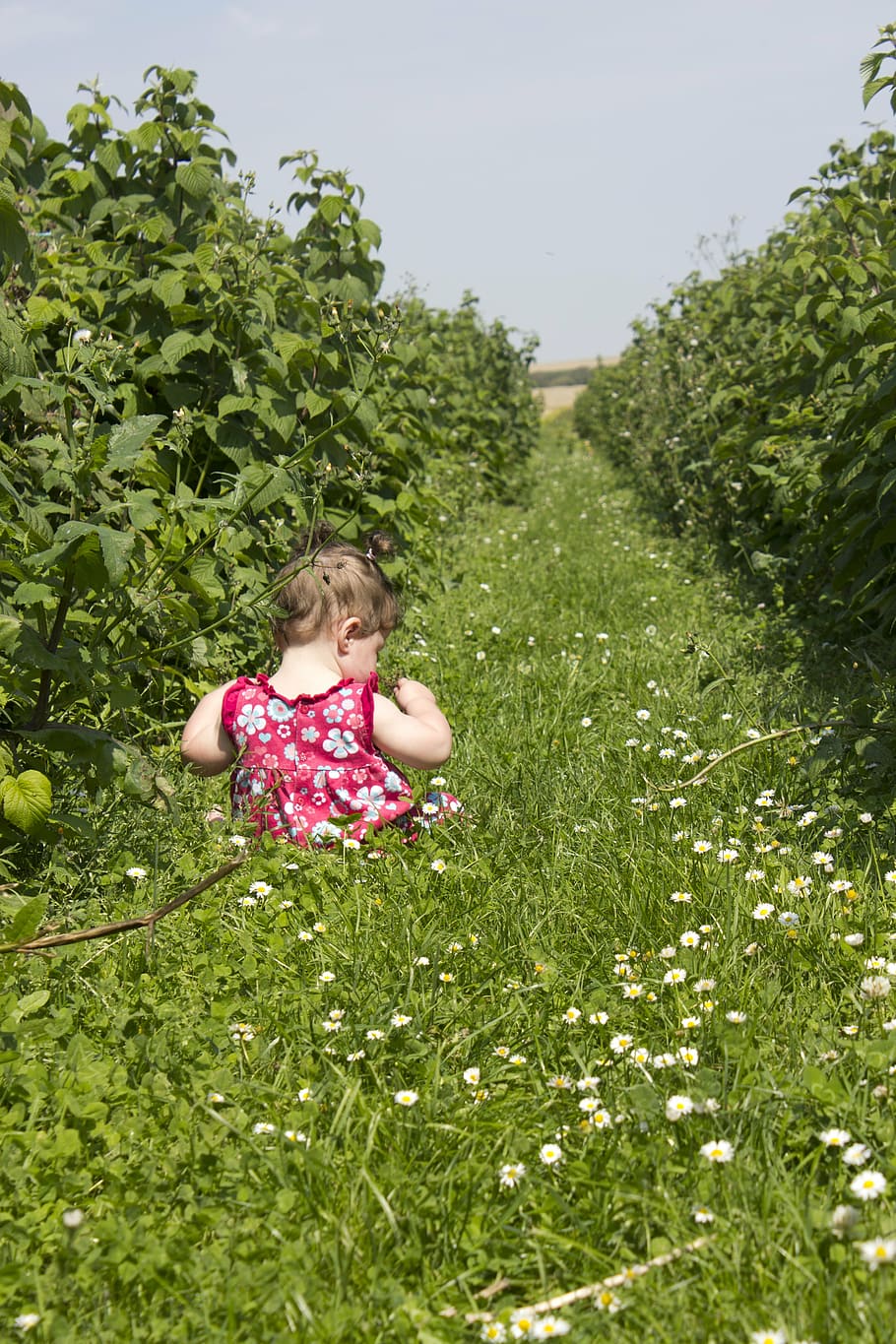 child, field, raspberries, view, grass, summer, happy, kid HD wallpaper