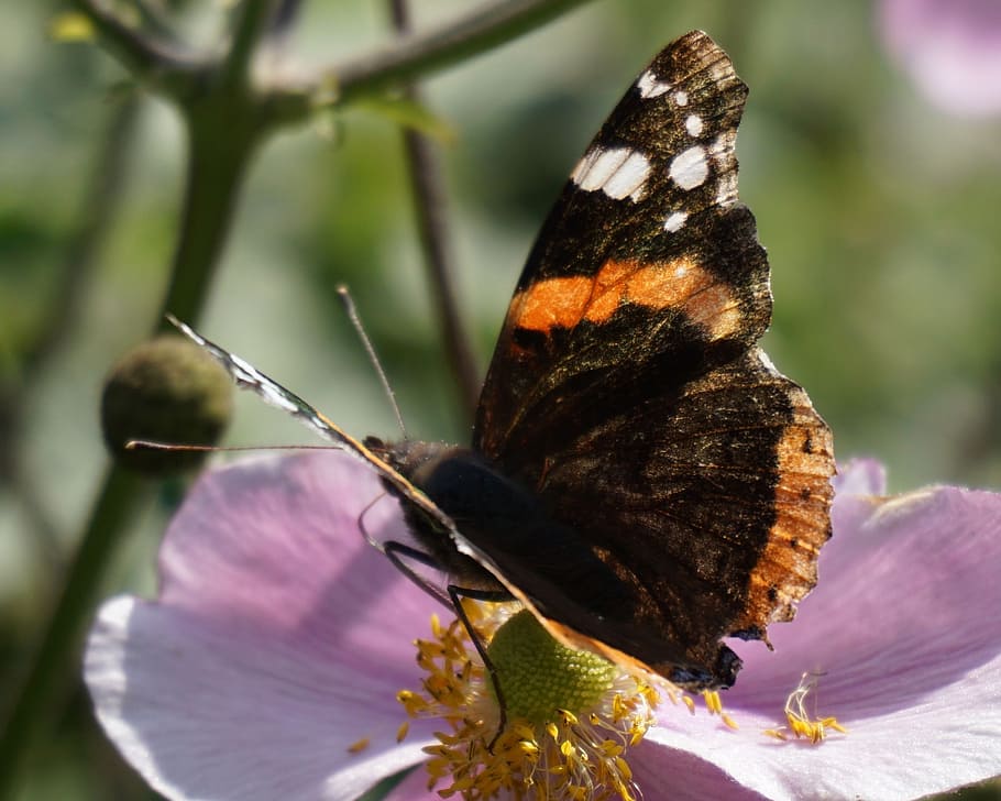 butterfly, close up, macro, flower, pink, nature, spring, summer HD wallpaper