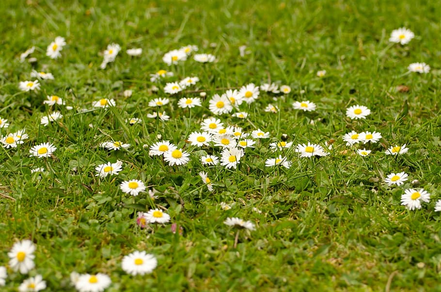 flower, summer, spring, gardening, macro, object, background HD wallpaper