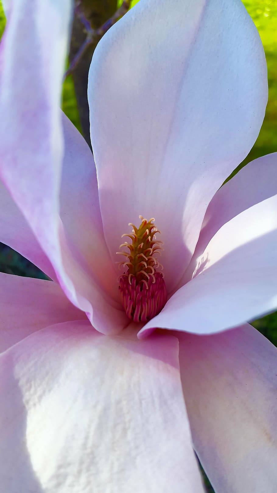 blossom, bloom, spring, white, nature, full bloom, pink, magnolia HD wallpaper