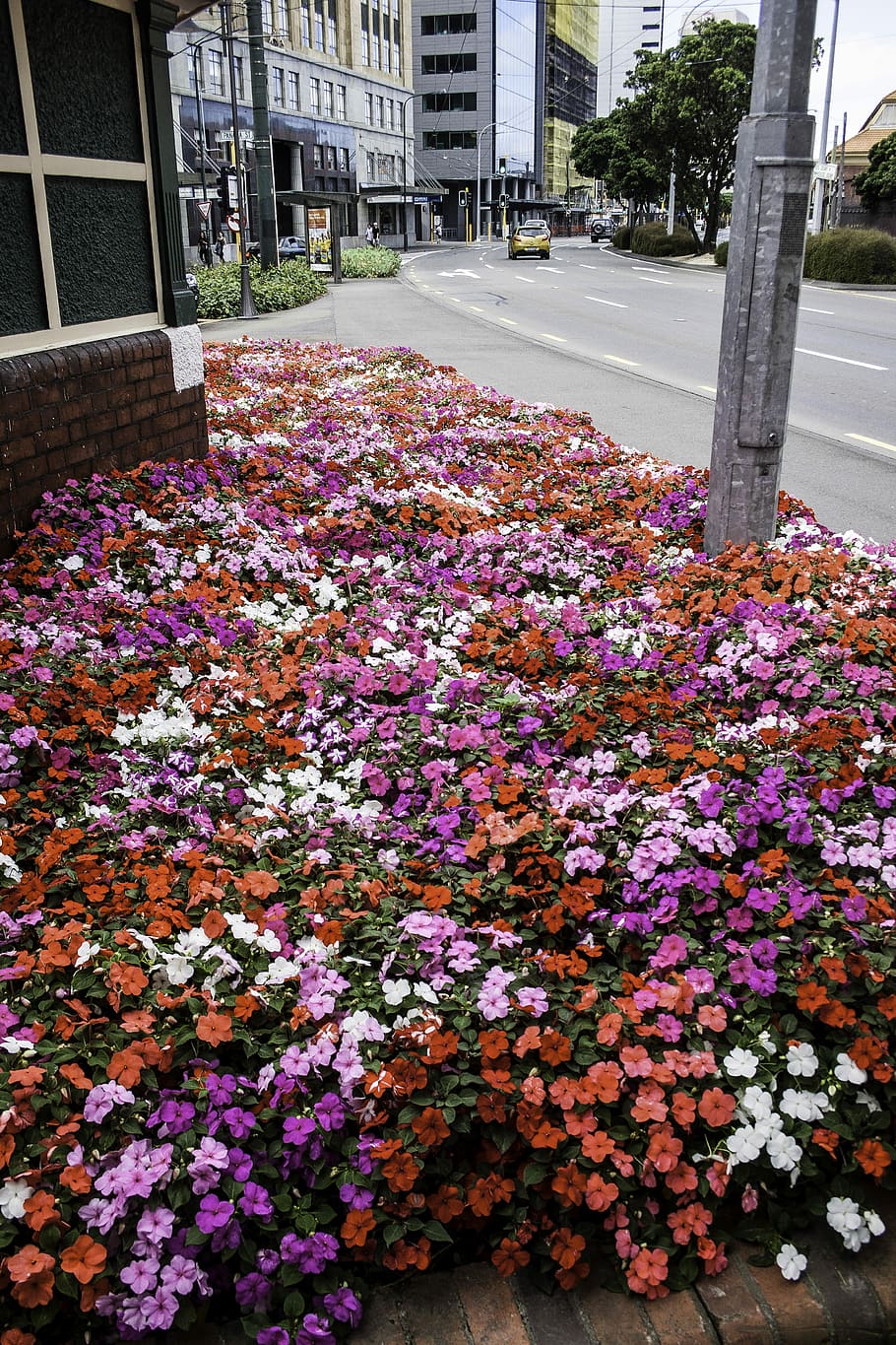 Flowerbed in Wellington, New Zealand, flowers, photos, public domain, HD wallpaper