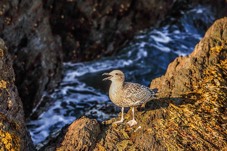 seagull, ocean, rocks, coast, nature, england, animal themes HD wallpaper