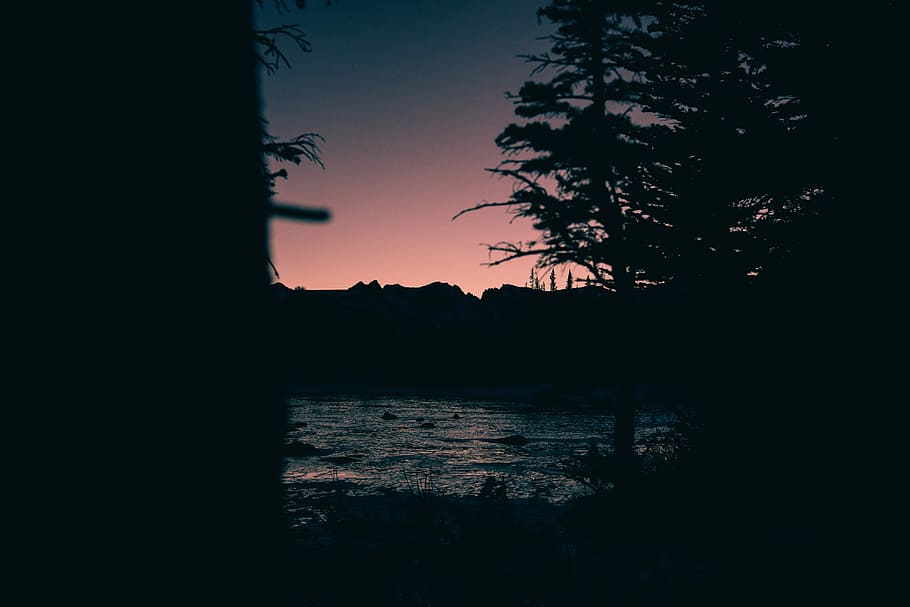 silhouette of trees near body of water during golden hour, silhouette of trees near body of water HD wallpaper