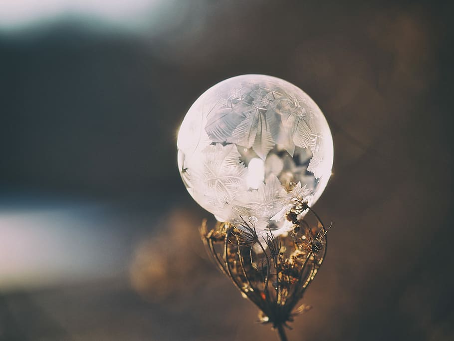 white bubble on brown dried flower at daytime, selective focus photography of crystal HD wallpaper
