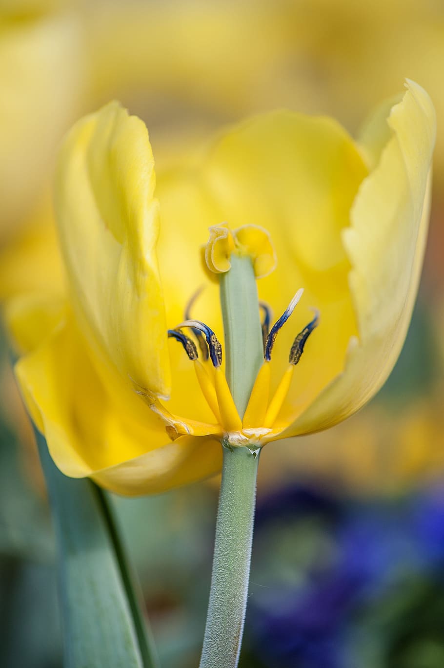 tulip, yellow, spring, nature, tulips, blossom, bloom, flora HD wallpaper