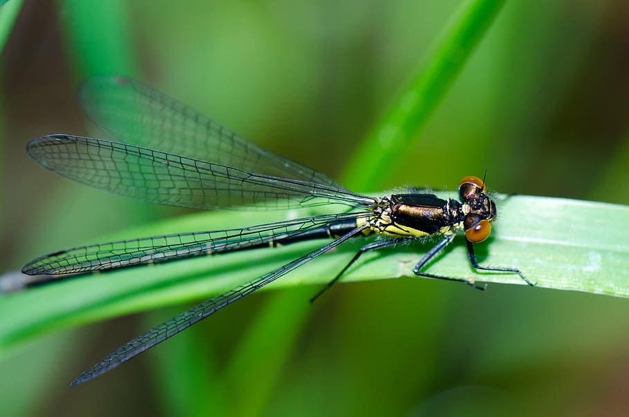 dragonfly, insect, nature, wing, green color, one animal, animal themes HD wallpaper