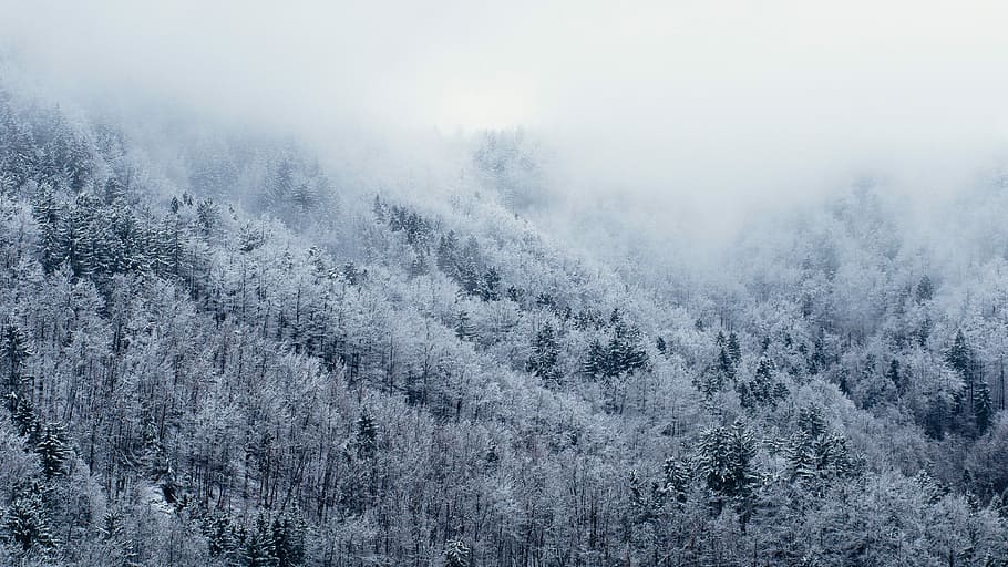 snowy mountain, winter, nature, forest, tree, cold - Temperature HD wallpaper