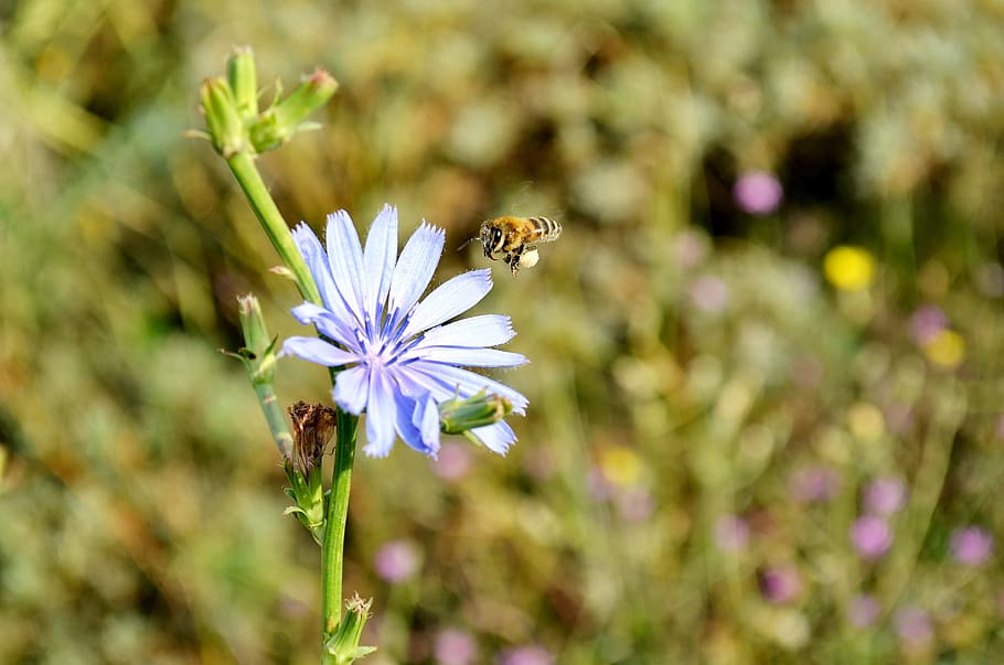 flower, bee, babu, nature, macro, spring flowers, plant, the leaves are HD wallpaper