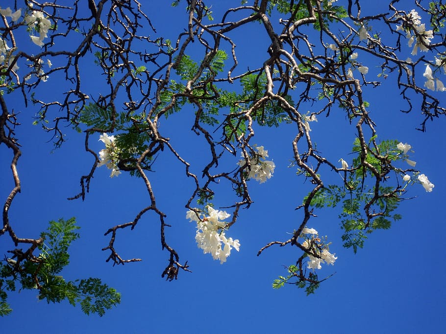 jakaranda, tree, flowers, white, sky, blue, nature, branch, HD wallpaper