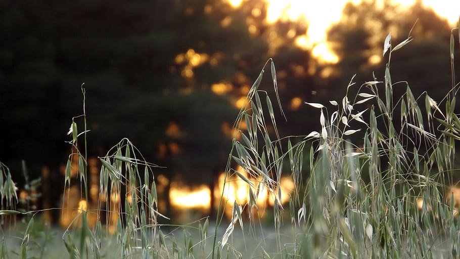 oats, forest, nature, plant, growth, grass, field, focus on foreground HD wallpaper