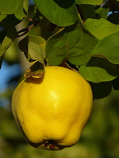 Quince, Fruit, Plant, Leaf, Tree, pome fruit, rose greenhouse HD wallpaper