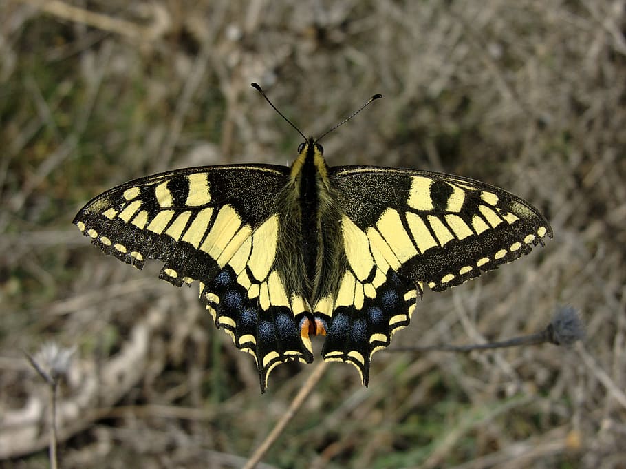 butterfly, swallowtail, macro, insect, nature, wings, colorful HD wallpaper
