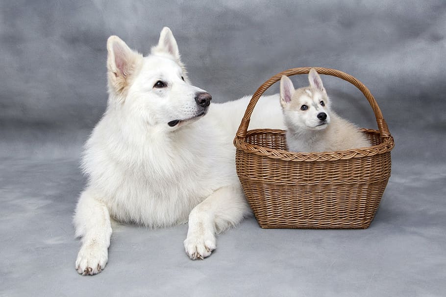 white Siberian husky beside puppy inside brown wicker basket, HD wallpaper