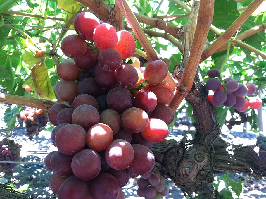 grapes, vine, organic, fruit, healthy eating, food, food and drink HD wallpaper