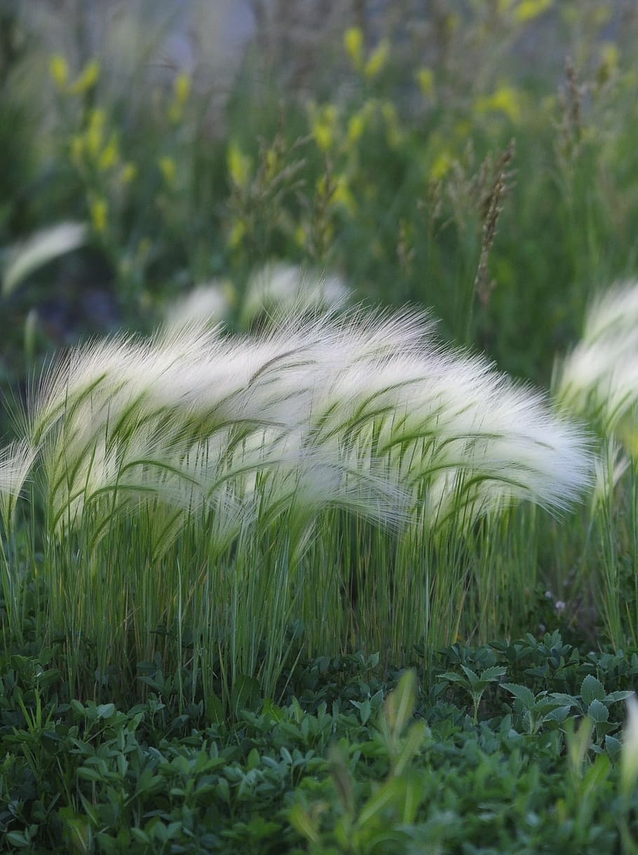 HD wallpaper: nature, plants, colorado, fuzzy plant, growth, grass ...