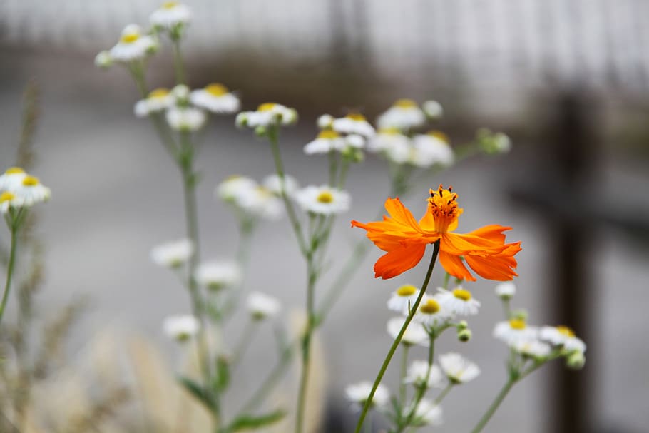 Flower, Orange, White, Beautiful, City, park, garden, osaka HD wallpaper